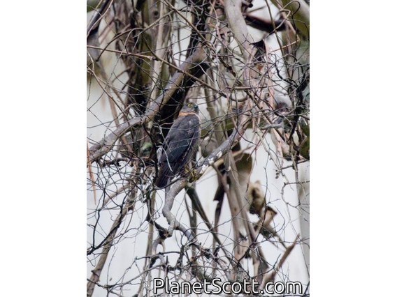 Collared Sparrowhawk (Tachyspiza cirrocephala)