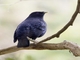 Satin Bowerbird (Ptilonorhynchus violaceus) - Male