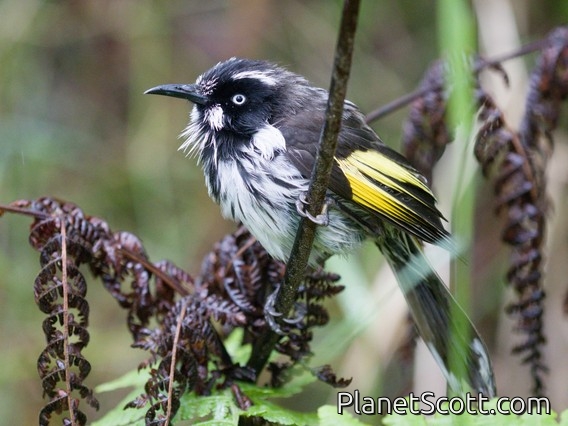 New Holland Honeyeater (Phylidonyris novaehollandiae)