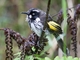 New Holland Honeyeater (Phylidonyris novaehollandiae)