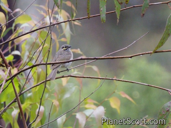 Yellow-faced Honeyeater (Caligavis chrysops)