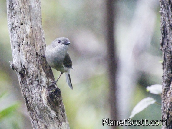 Golden Whistler (Pachycephala pectoralis) - Female