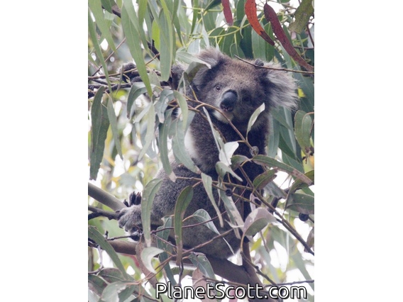 Koala (Phascolarctos cinereus)