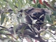 Koala (Phascolarctos cinereus)