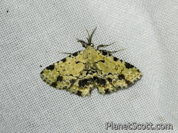 Fungi Snout (Sandava scitisignata)