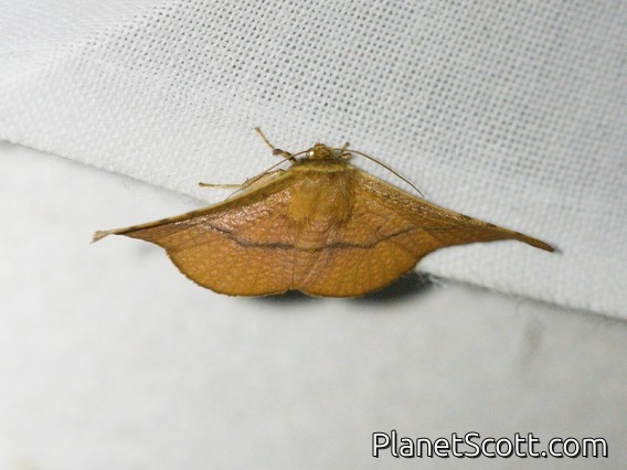 Window-winged Moth (Herimba pyrrhata)