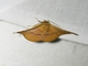 Window-winged Moth (Herimba pyrrhata)
