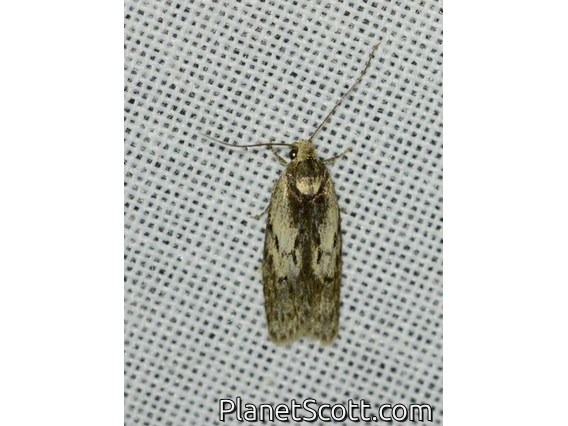 Flat-bodied Moth (Phylomictis maligna)