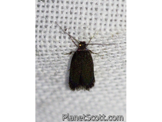 Concealer Moth (Oecophoridae sp)