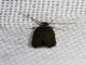 Concealer Moth (Oecophoridae sp)
