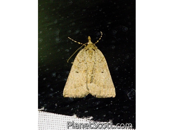 Geometer Moth (Geometridae sp)