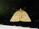 Geometer Moth (Geometridae sp)