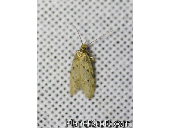 Concealer Moth (Oecophoridae sp)