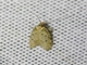 Concealer Moth (Oecophoridae sp)