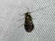 Caddisfly (Trichoptera sp)