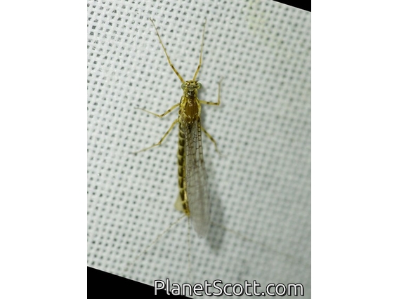 Prong-grilled Mayfly (Leptophlebiidae sp)