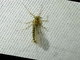 Prong-grilled Mayfly (Leptophlebiidae sp)