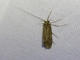 Tortricid Leafroller Moth (Tortricidae sp)