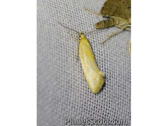 Concealer Moth (Telocharacta hemicroca)