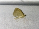 Geometer Moth (Geometridae sp)