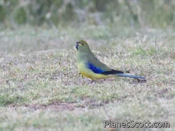 Blue-winged Parrot (Neophema chrysostoma)