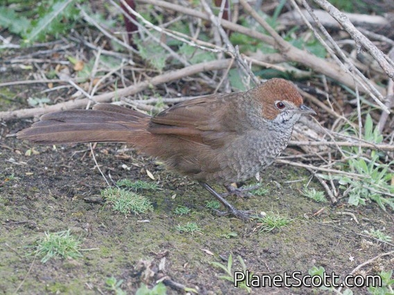 Rufous Bristlebird (Dasyornis broadbenti)