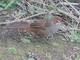 Rufous Bristlebird (Dasyornis broadbenti)