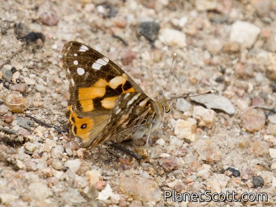 Australian Painted Lady (Vanessa kershawi)