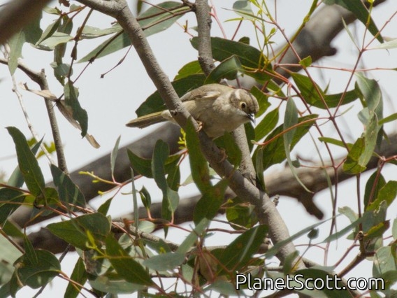 Brown-headed Honeyeater (Melithreptus brevirostris)