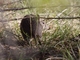 Southern Brown Bandicoot (Isoodon obesulus)