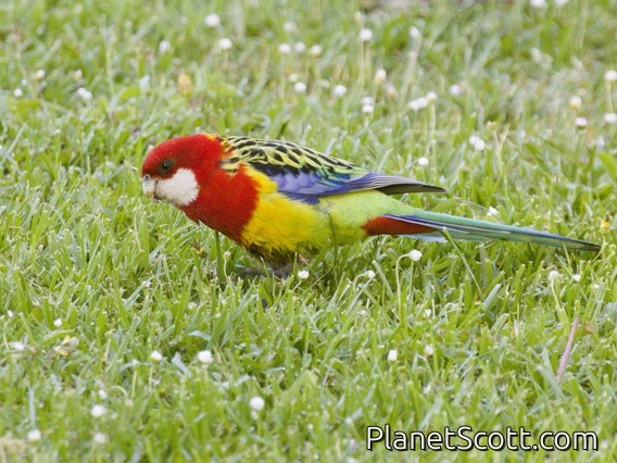 Eastern Rosella (Platycercus eximius)