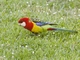 Eastern Rosella (Platycercus eximius)