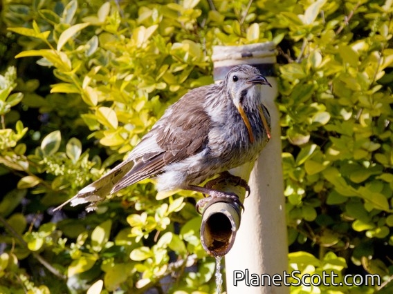 Yellow Wattlebird (Anthochaera paradoxa)