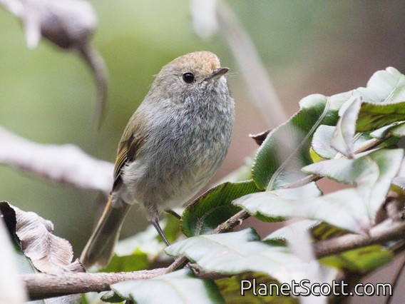 Tasmanian Thornbill (Acanthiza ewingii)