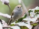 Tasmanian Thornbill (Acanthiza ewingii)