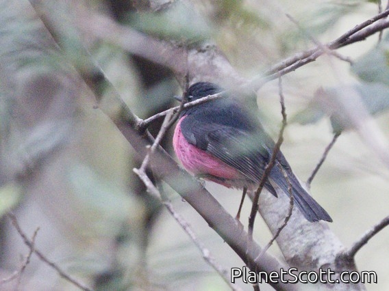 Pink Robin (Petroica rodinogaster)