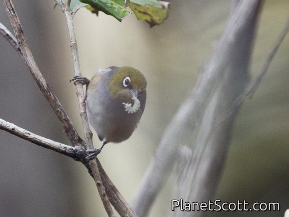 Silvereye (Zosterops lateralis)