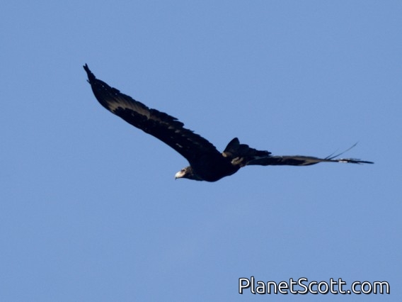 Wedge-tailed Eagle (Aquila audax)