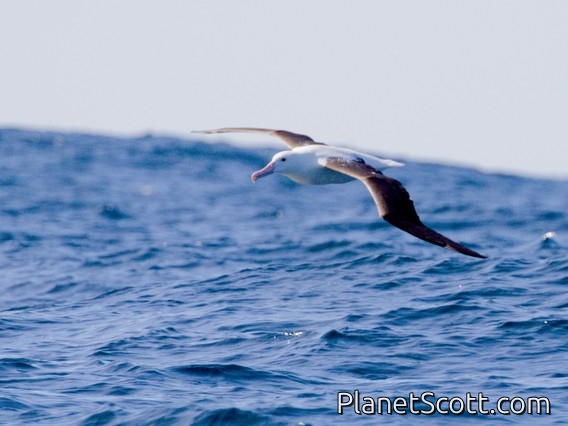 Northern Royal Albatross (Diomedea sanfordi)