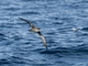 Short-tailed Shearwater (Ardenna tenuirostris)