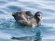 White-chinned Petrel (Procellaria aequinoctialis)