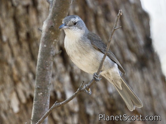 Gray Shrikethrush (Colluricincla harmonica)