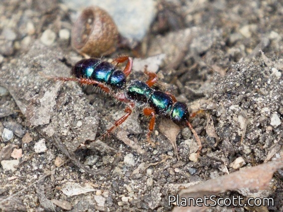 Blue Ant (Diamma bicolor)