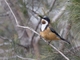 Eastern Spinebill (Acanthorhynchus tenuirostris)