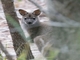 Red-necked Wallaby (Macropus rufogriseus)