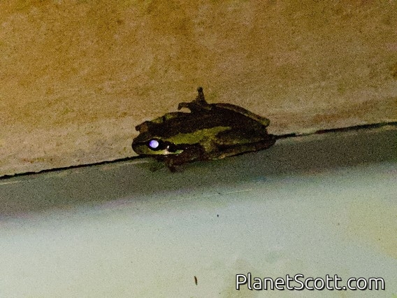 Southern Brown Tree Frog (Rawlinsonia ewingii)