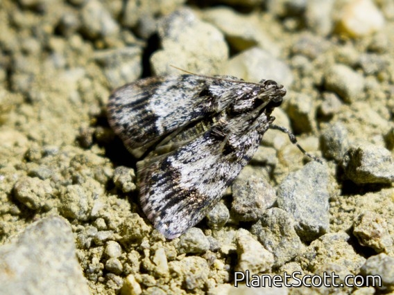 Concealer Moth (Oecophoridae sp)
