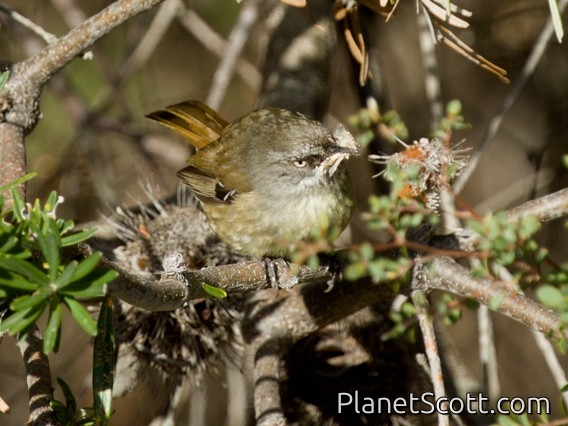 Tasmanian Scrubwren (Sericornis humilis)