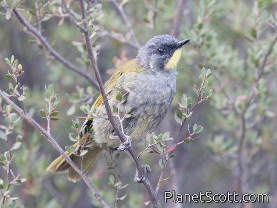 Yellow-throated Honeyeater (Nesoptilotis flavicollis)
