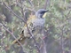 Yellow-throated Honeyeater (Lichenostomus flavicollis)